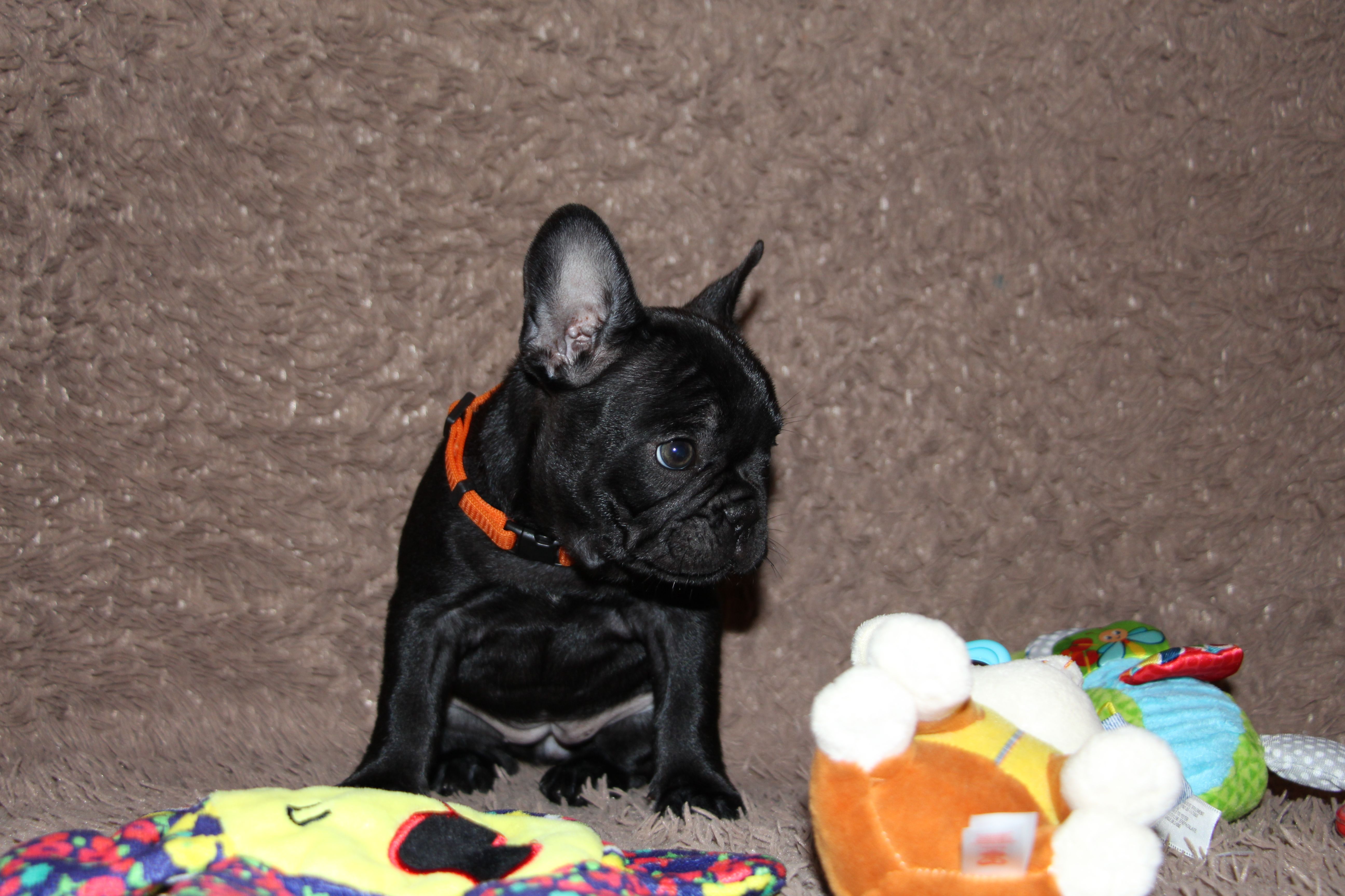  <svg class='orange'></svg> <b>Ma Cherry Melody</b> <svg class='orange'></svg>